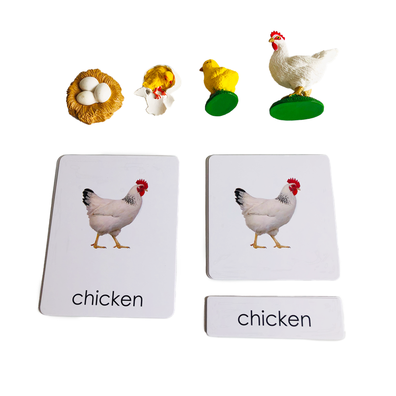 Kids Education Card - Life Cycle Animals Cards and Models