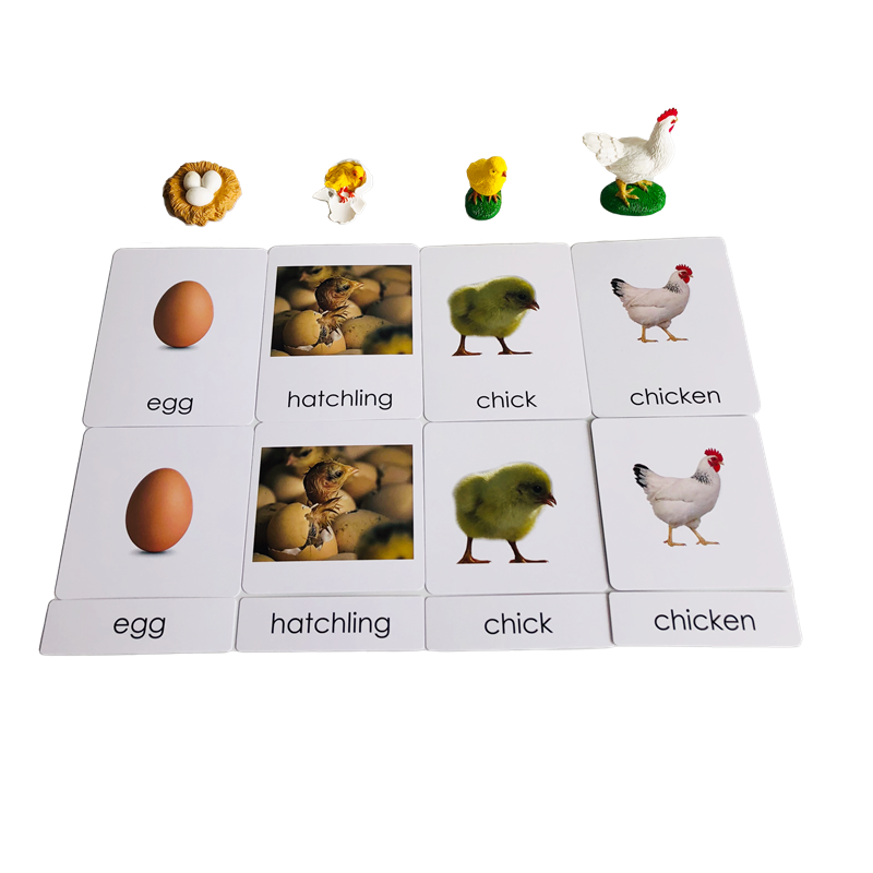 Life Cycle Animals Cards and M - Kids Education Card ulasan dan harga