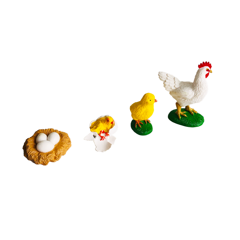 Life Cycle Animals Cards and M - Kids Education Card ulasan dan harga