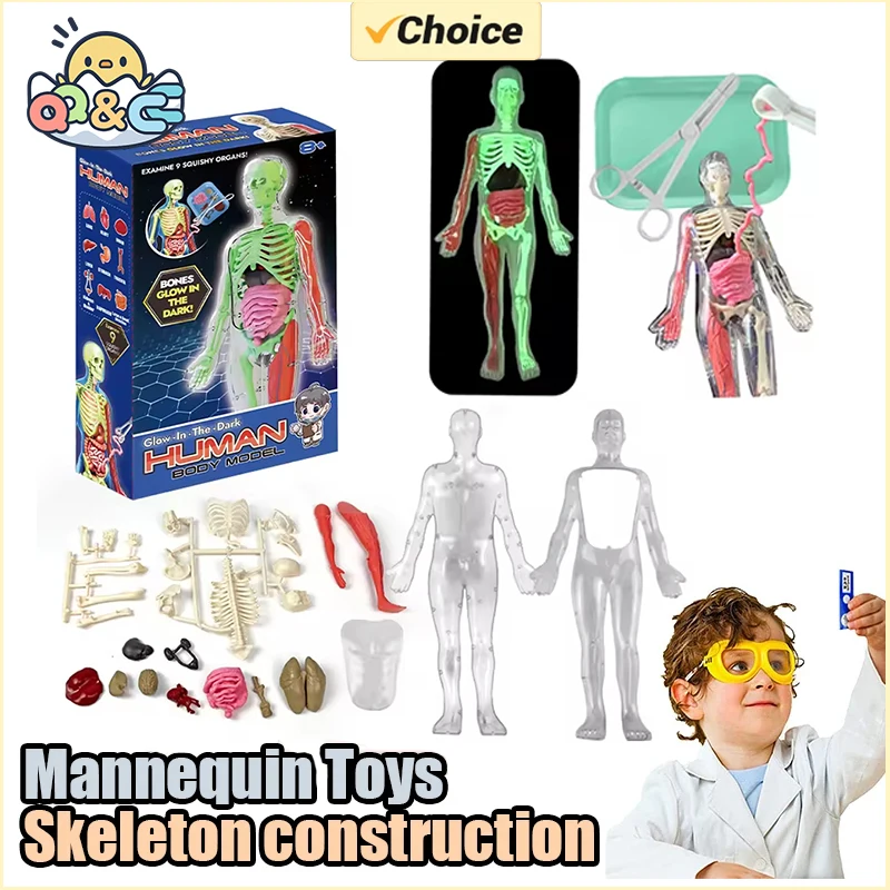 Human Skeleton Organ Anatomy B - Kids Education Music ulasan dan harga